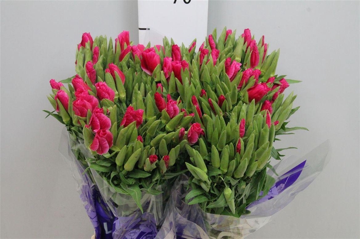 <h4>Godetia Red</h4>