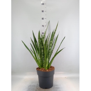 Sansevieria trifa.   ...