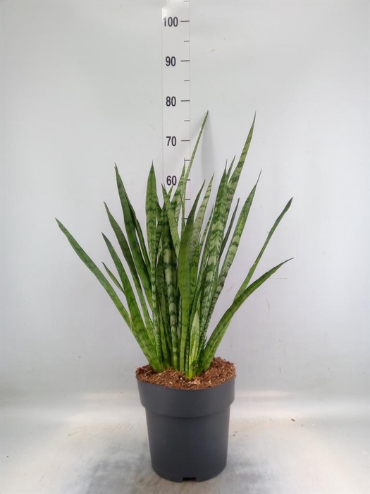 <h4>Sansevieria trifa.   ...</h4>