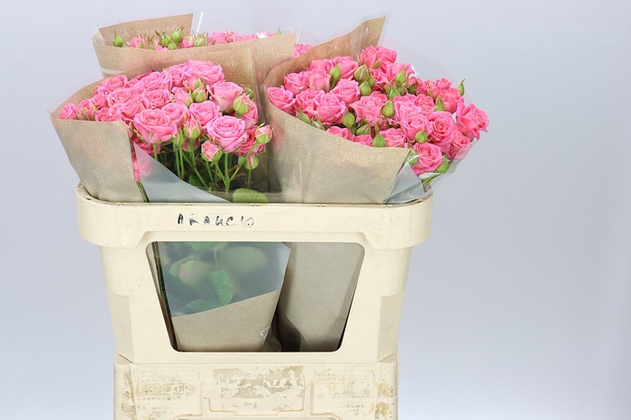<h4>Rosa Tr Emilia</h4>