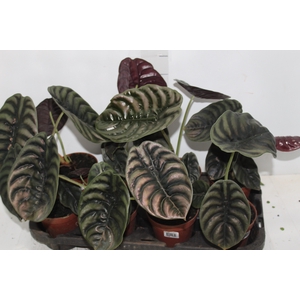 ALOCASIA CUPREA P12