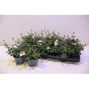 Dias F C Upr Applebl