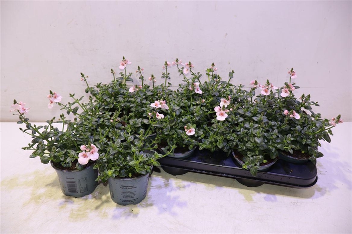 <h4>Dias F C Upr Applebl</h4>