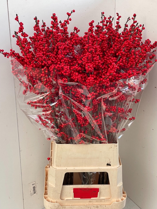 <h4>ILEX VE RODE BES</h4>