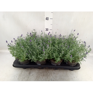 Lavandula angus. 'Ardeche Blue'