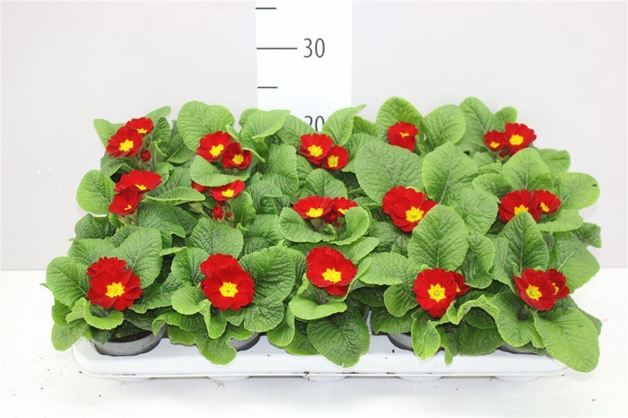 <h4>Primula Ac Cairo Red</h4>