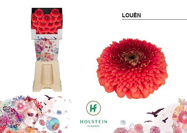 <h4>Germini Pomponi Loun Diamond</h4>
