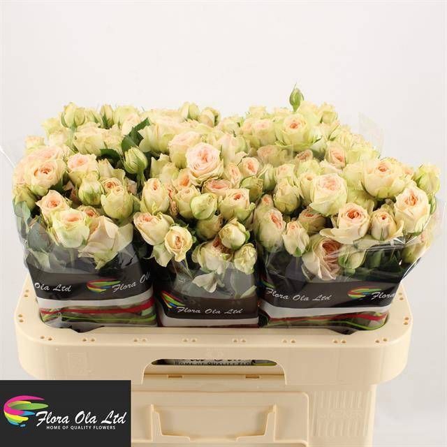 <h4>R Tr Pavlova Flora Ola</h4>