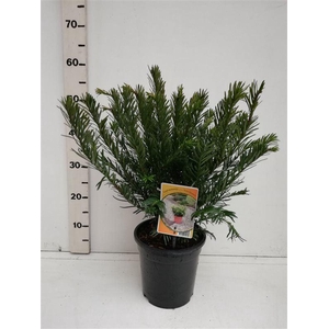 Cephalotaxus harringtonii