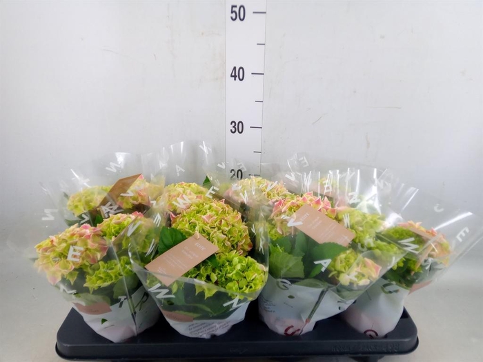 <h4>Hydrangea mac. 'Saxon Candy Heart'</h4>