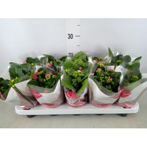 Kalanchoe blos.   ..mix 6