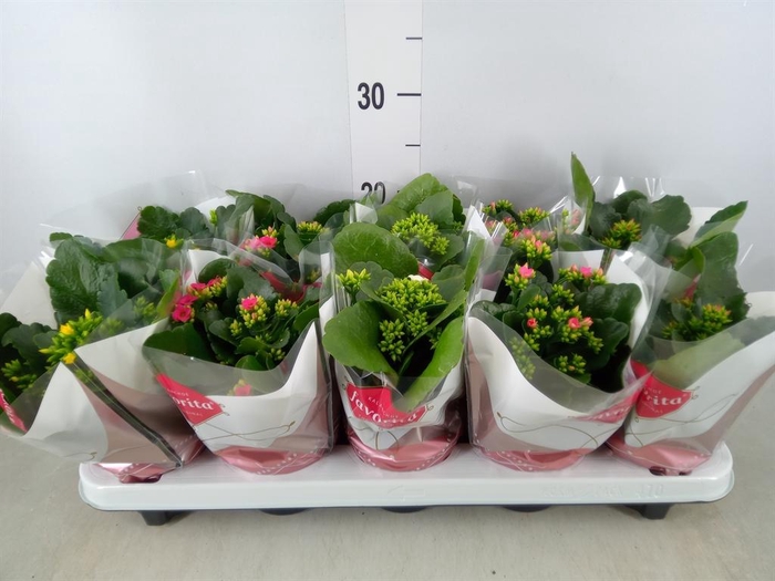 <h4>Kalanchoe blos. ..mix 6</h4>