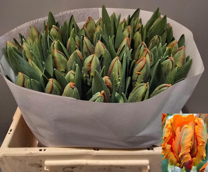 <h4>TU PA IRENE PARROT</h4>