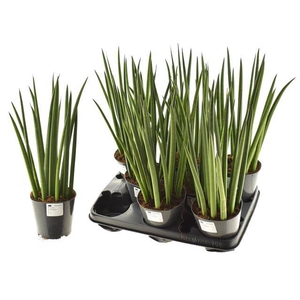 Sansevieria Cylindrica 12Ø 42cm