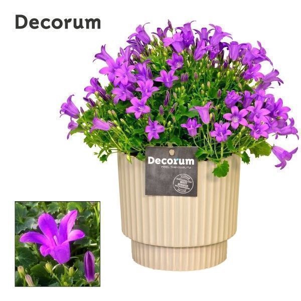 <h4>Campanula Porto LL Decorum Ivy</h4>