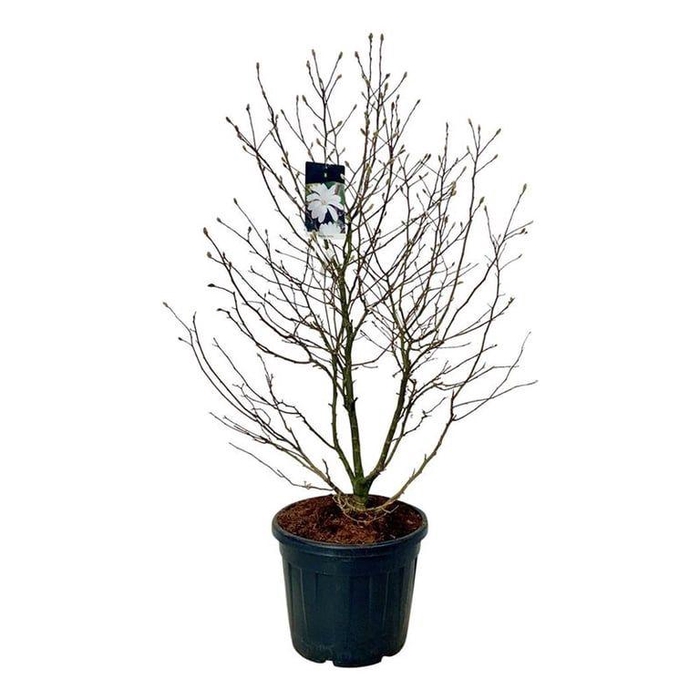 <h4>Magnolia stellata</h4>