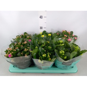 Kalanchoe blos.   ..rosebud mix  4