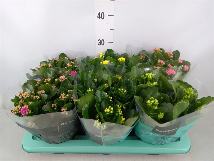 <h4>Kalanchoe blos.   ..rosebud mix  4</h4>