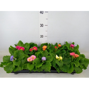 Primula ac. 'Sirococco'   ...mix