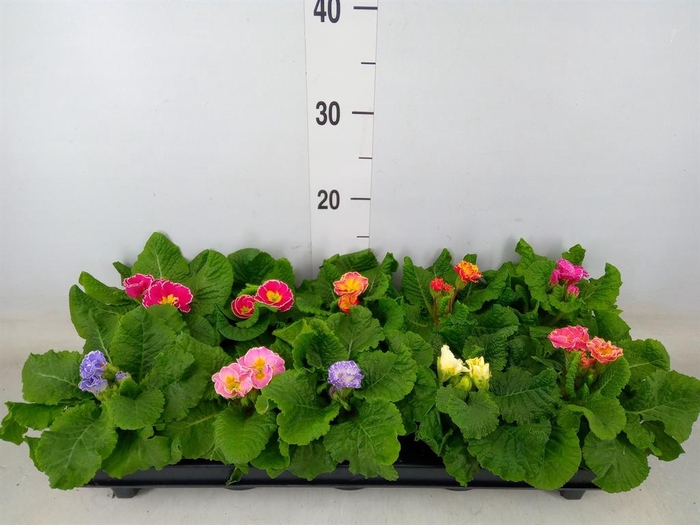 <h4>Primula ac. 'Sirococco'   ...mix</h4>