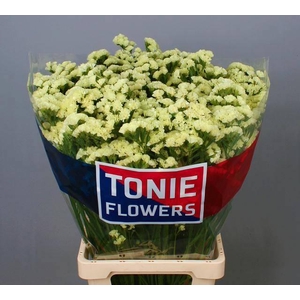 LIM S STARLIGHT WING