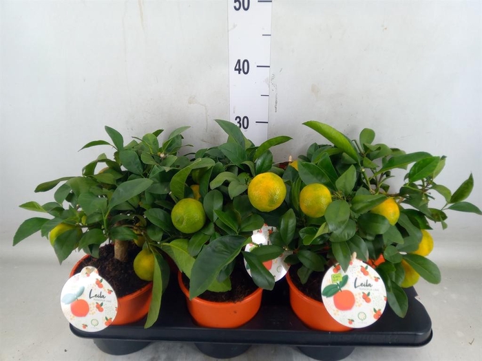 <h4>Citrus limetta</h4>