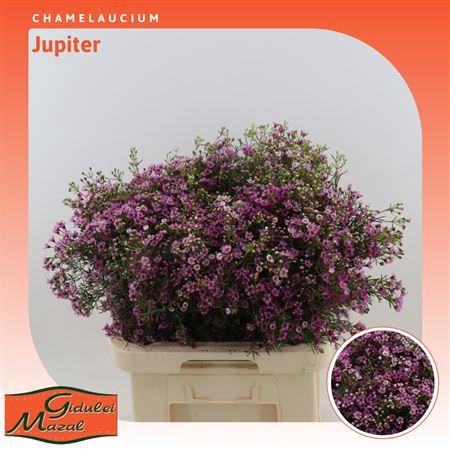 <h4>Chamelaucium Jupiter</h4>