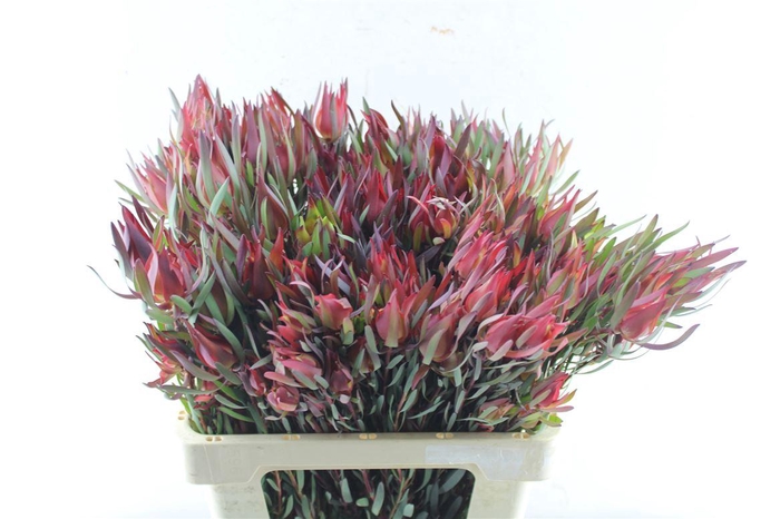 <h4>Leucad Fireglow X 5</h4>