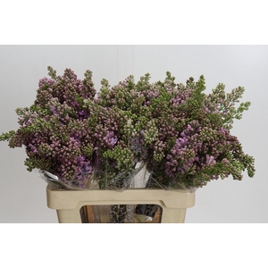 Syringa Vulg Lavaliensis