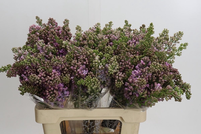 <h4>Lilac Vulg Lavaliensis</h4>