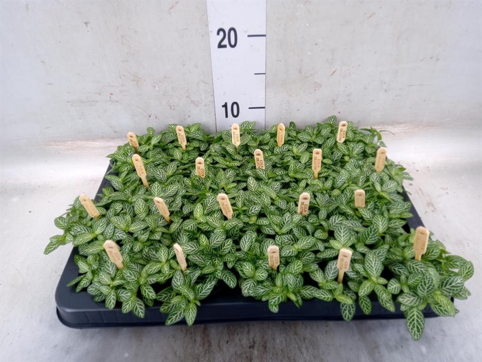 <h4>Fittonia verschaf.</h4>