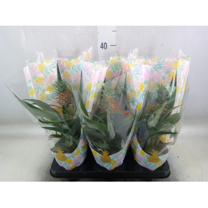 Ananas  'Mi Amigo'