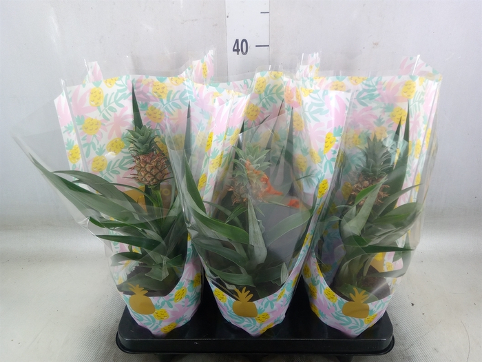 <h4>Ananas  'Mi Amigo'</h4>