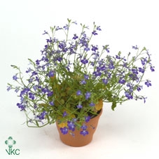 Lobelia erin. 'Summlov Blue Angel'