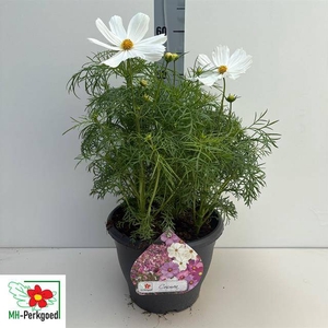 .Cosmos bipinnatus sonata white