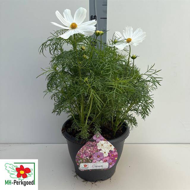 <h4>.Cosmos bipinnatus sonata white</h4>
