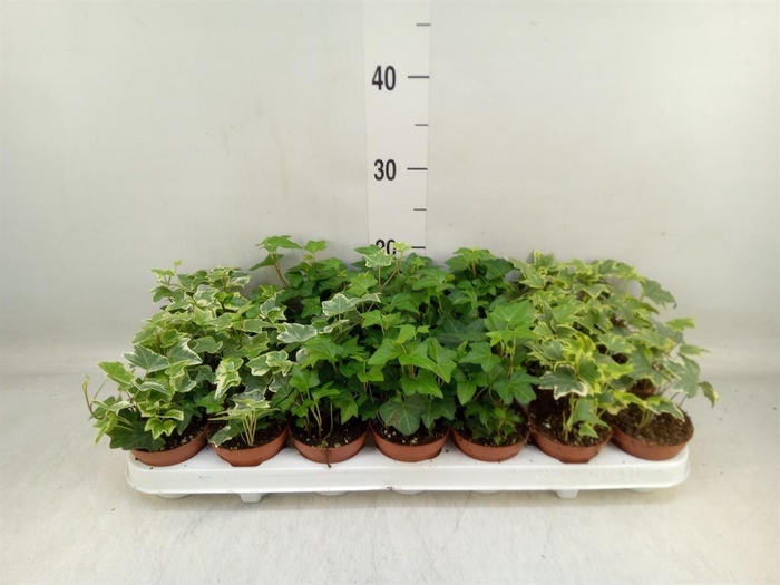 <h4>Hedera   ...mix</h4>