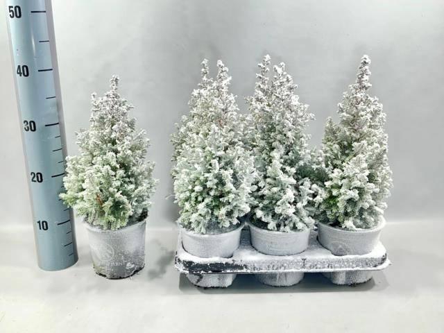 <h4>Cham Th Excell Point</h4>