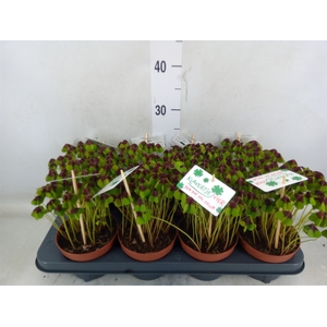 Oxalis deppei