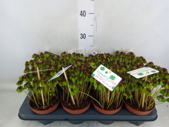 <h4>Oxalis deppei</h4>