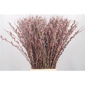 Salix G Pink Cushion