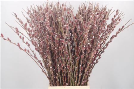 <h4>Salix G Pink Cushion</h4>