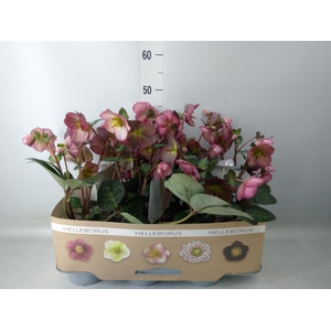 Helleborus  'Fkiss Elemental'