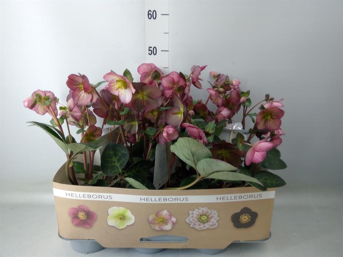 <h4>Helleborus  'Fkiss Elemental'</h4>
