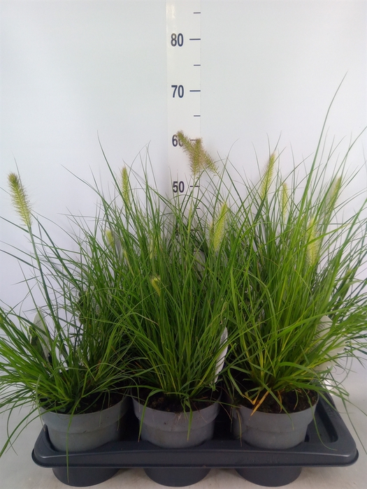 <h4>Pennisetum alopec. 'Hameln'</h4>