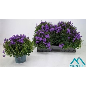 Campanula portenschlagiana