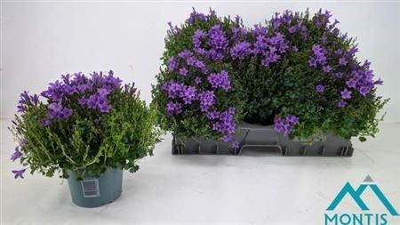<h4>Campanula portenschlagiana</h4>