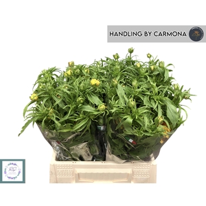 RAN N MODERN VIVALDI