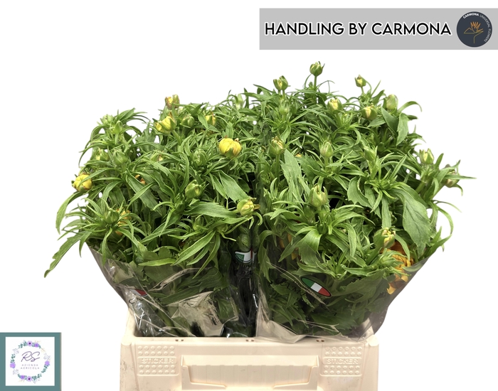 <h4>RAN N MODERN VIVALDI</h4>