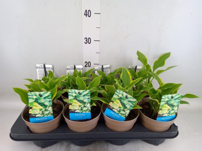 <h4>Hosta   ...</h4>